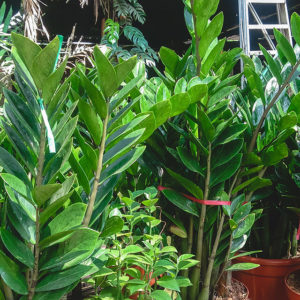 Top 8 Shade Loving Plants for Your Garden - Holman Industries