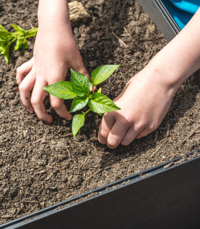 Raised Garden Beds - Grow your own Vegetables - Holman Industries